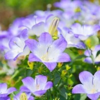 月宮まこ