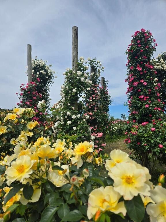 ご予約ありがとうございます！