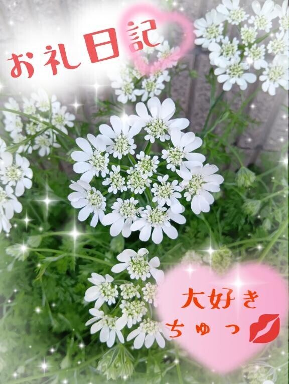 ??美伽??お礼日記始めました
