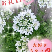 三日月美伽