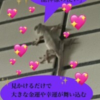 紫月咲夜