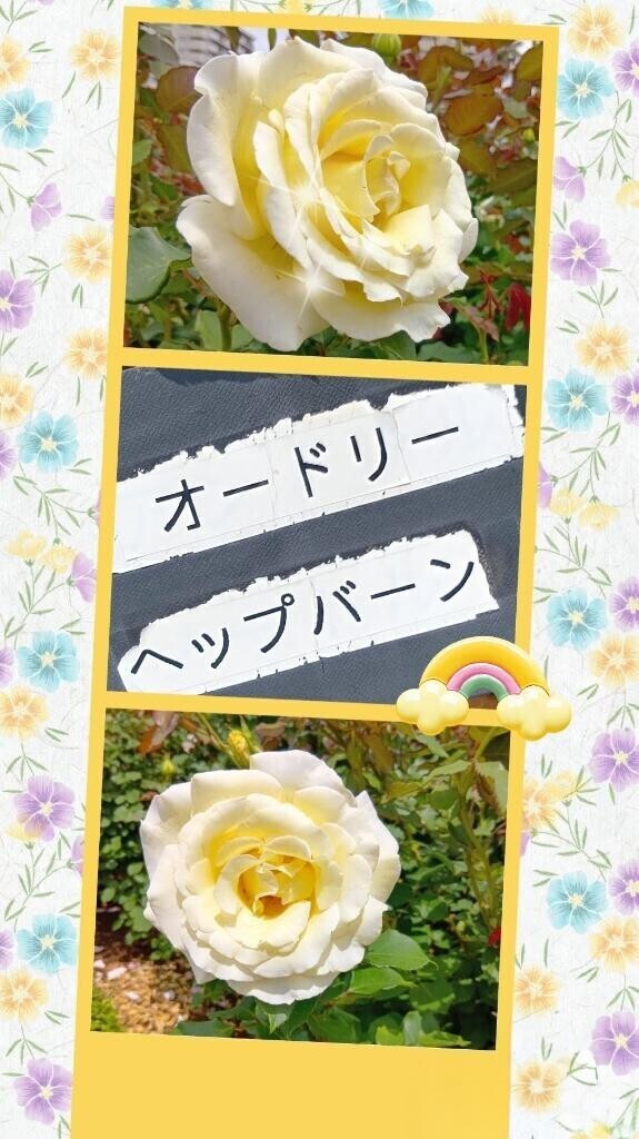 ?三日月?【第二話】谷津バラ園珍道中?