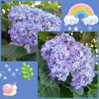 ♪三日月♪お家の紫陽花