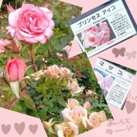 ♪三日月♪【第三話】谷津バラ園