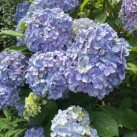 今日は紫陽花?