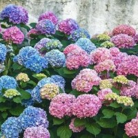 月宮まこ
