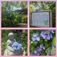 北鎌倉紫陽花の旅