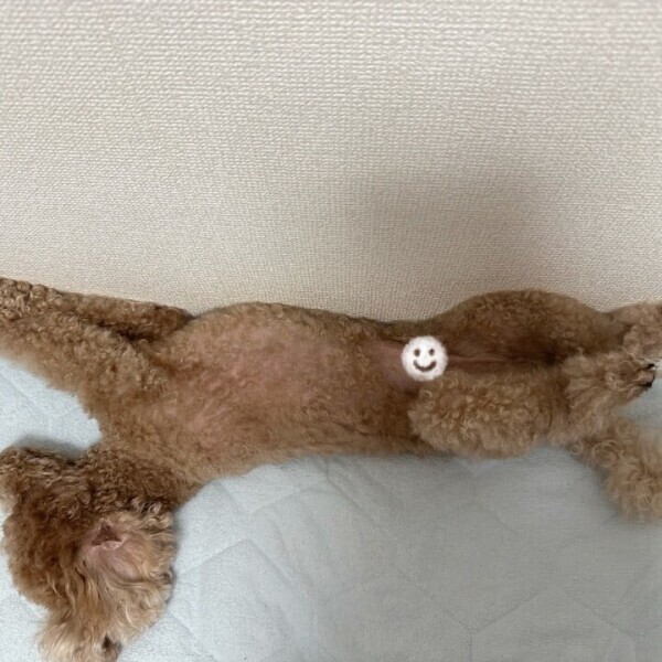 ながながながーい🐶