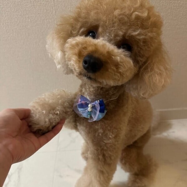 すっきりテディ🧸