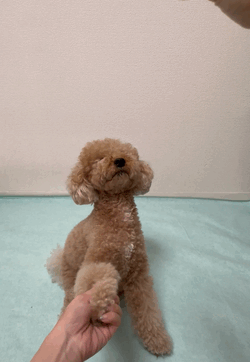 素早い相棒🐶