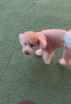 お休みワン🐶