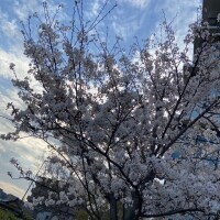 ぴあの