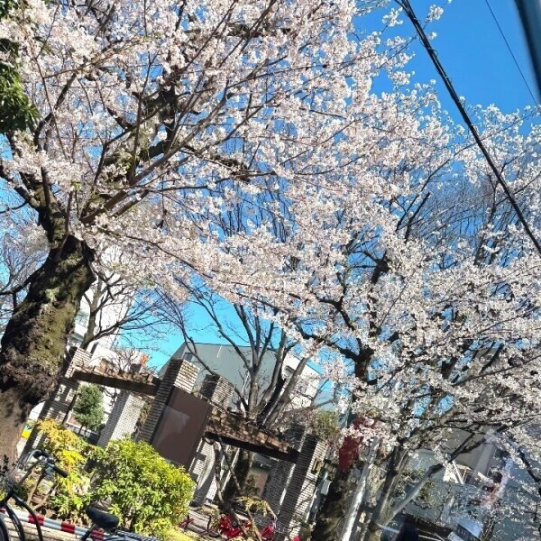 だれかお花見誘って🥺✨🌸