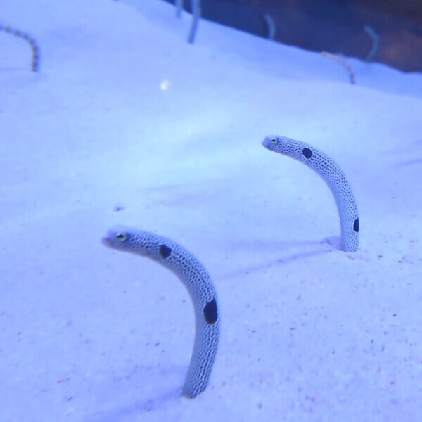 出勤してるちょん🌊