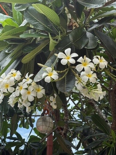 image1.jpeg