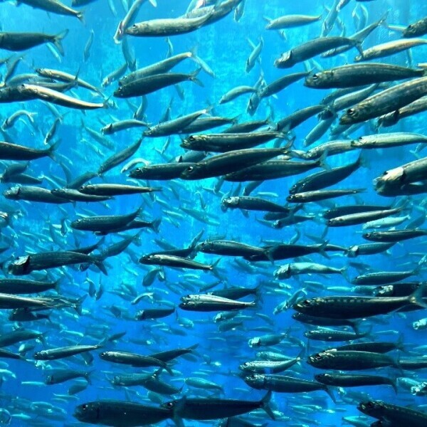 ◯◯◯好き集まれ〜🐟