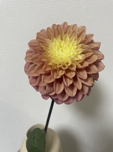 たくさんぎゅーしたい🌸