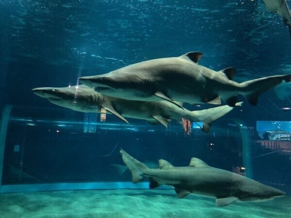 アクアワールド☆