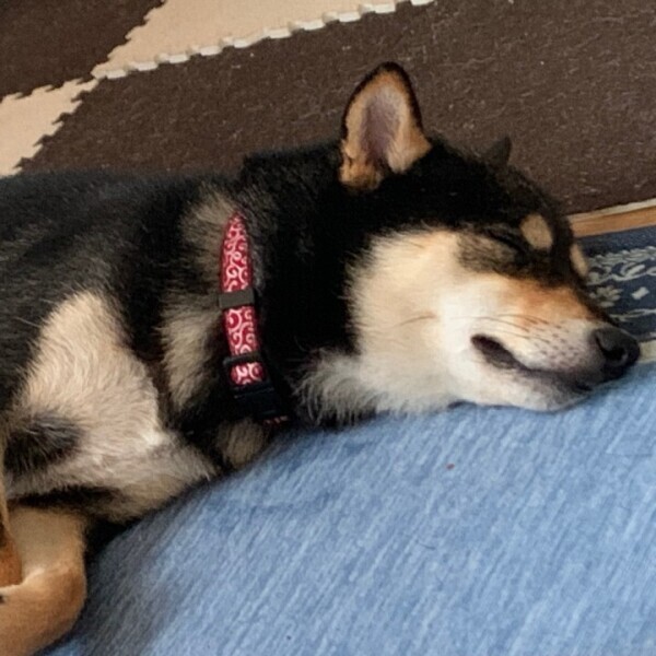 イケメンわんこ🐕🐾