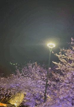 夜桜🌸