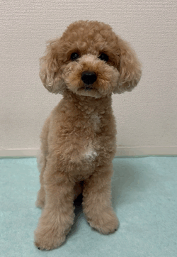 おいもジャーキー🍠