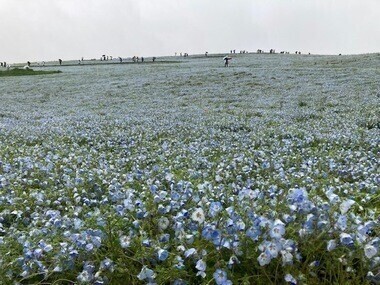 ひたち海浜公園☆