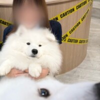 ぴんく