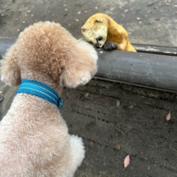 ドッグラン🐶