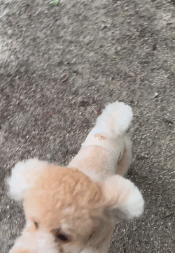 ワン🐩🤎