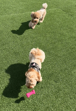今週もお疲れワン🐶