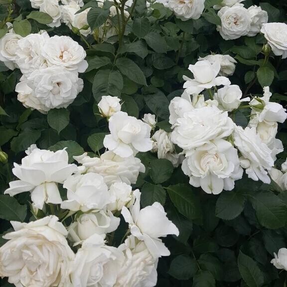 ? ありがとう～ ?