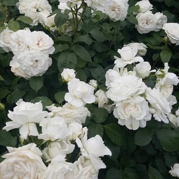 ? 11/18お礼日記 ?