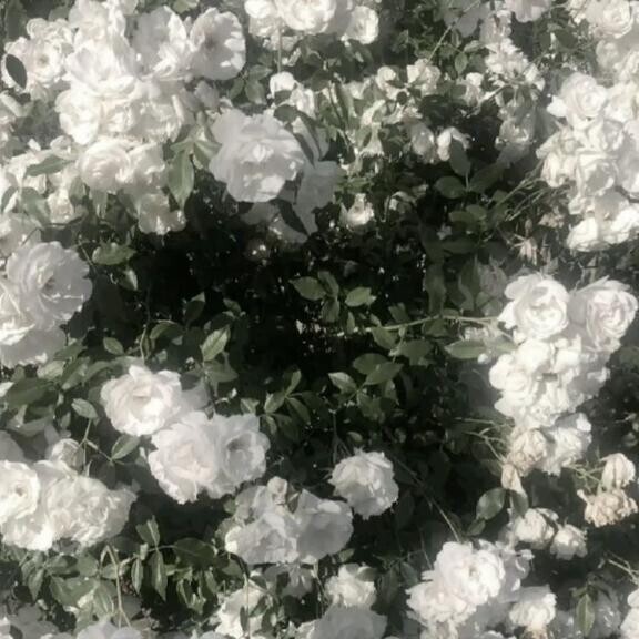 ? ありがと～！ ?