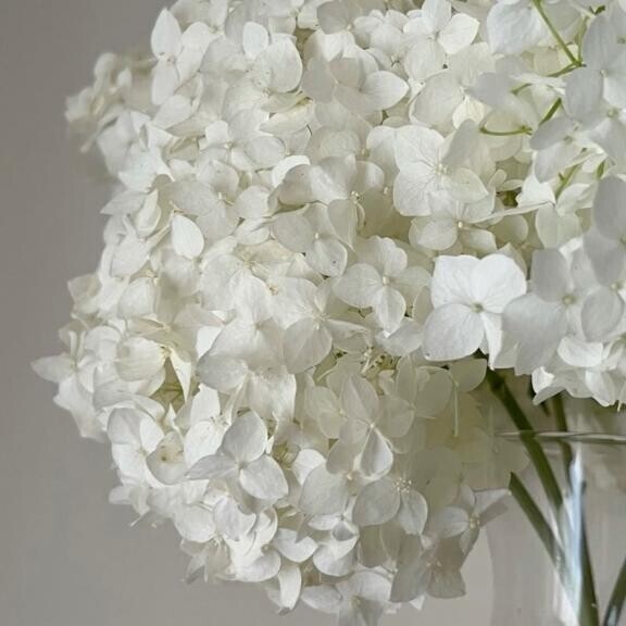 ？ ありがとう ？