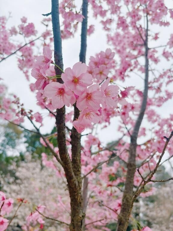 桜を見ると？？