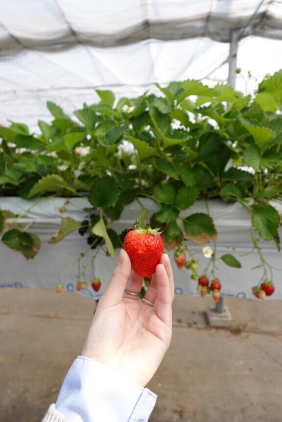 だーいすきな？