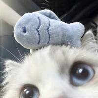 青柳ねる