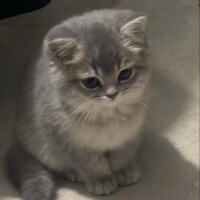 青柳ねる