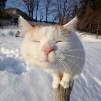 青柳ねる