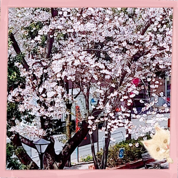 4/11(金)16.5～22時☆わか