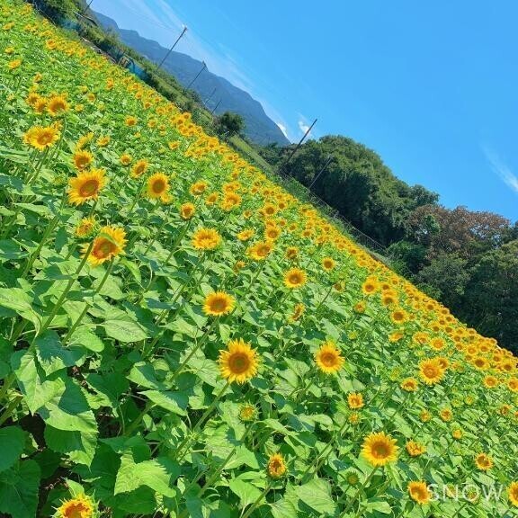 夏が終わる😭