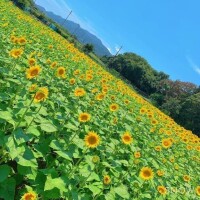 桜庭めい