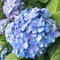 まつり