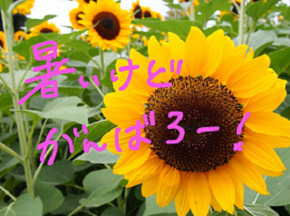 まつりです！お知らせ！(*´-`)