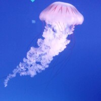 ゆうか