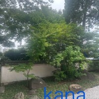 かな