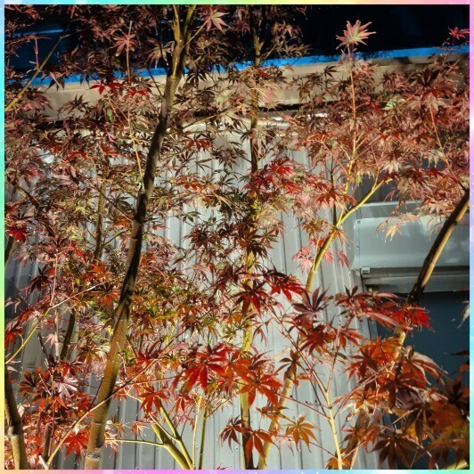 今日は友達宅でお泊りです