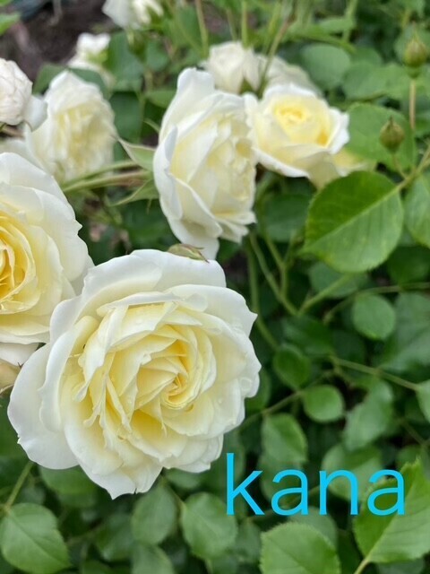 12月出勤日のお知らせ