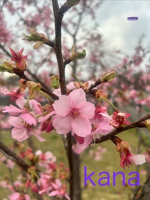 3月の出勤日予定