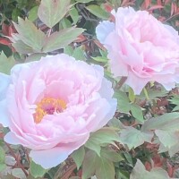 ゆうか